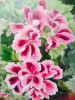 Geraniums, original watercolor by Geneva Ulm